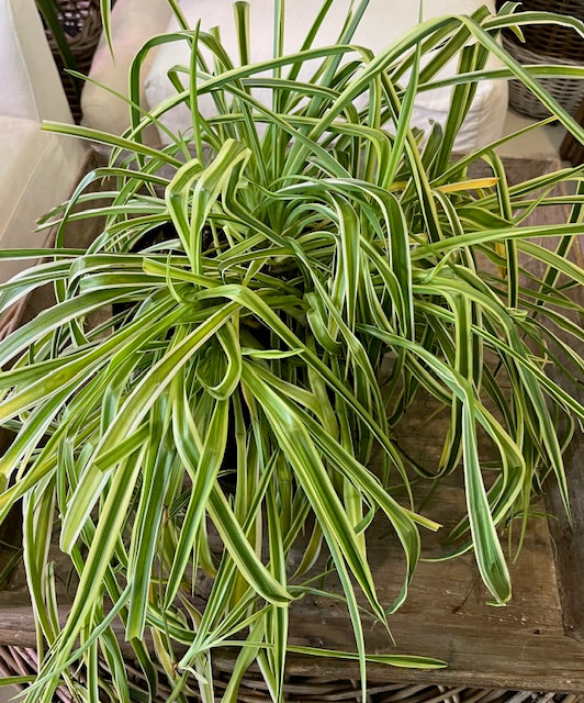 Large Spider Plant
