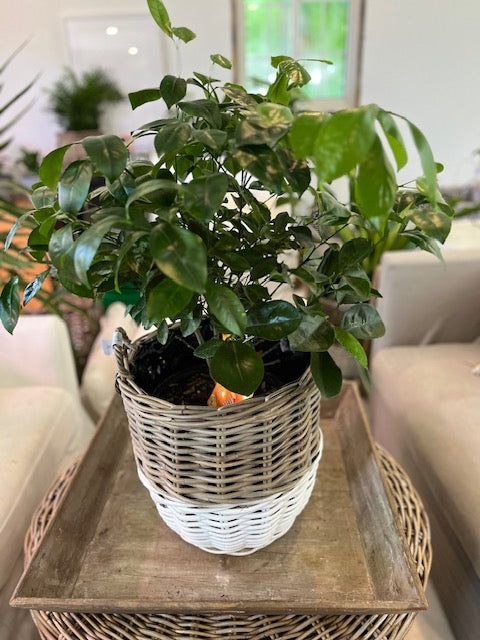 Indoor/Outdoor/Patio 7 "Calamondin Citrus Plant