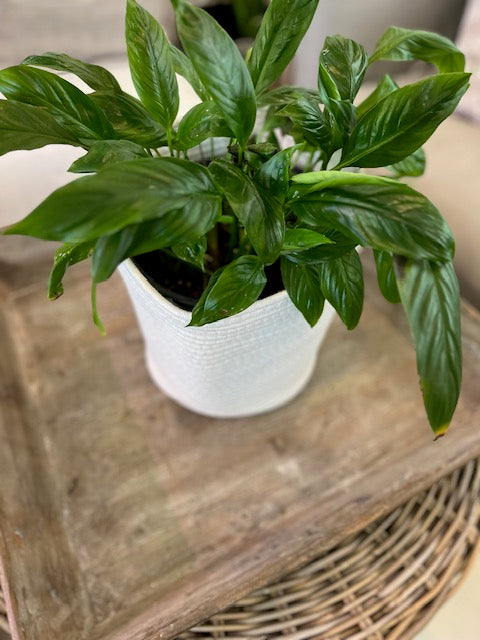 Peace Lily Plant