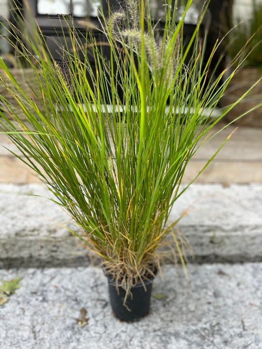 Cassia Fountain Grass