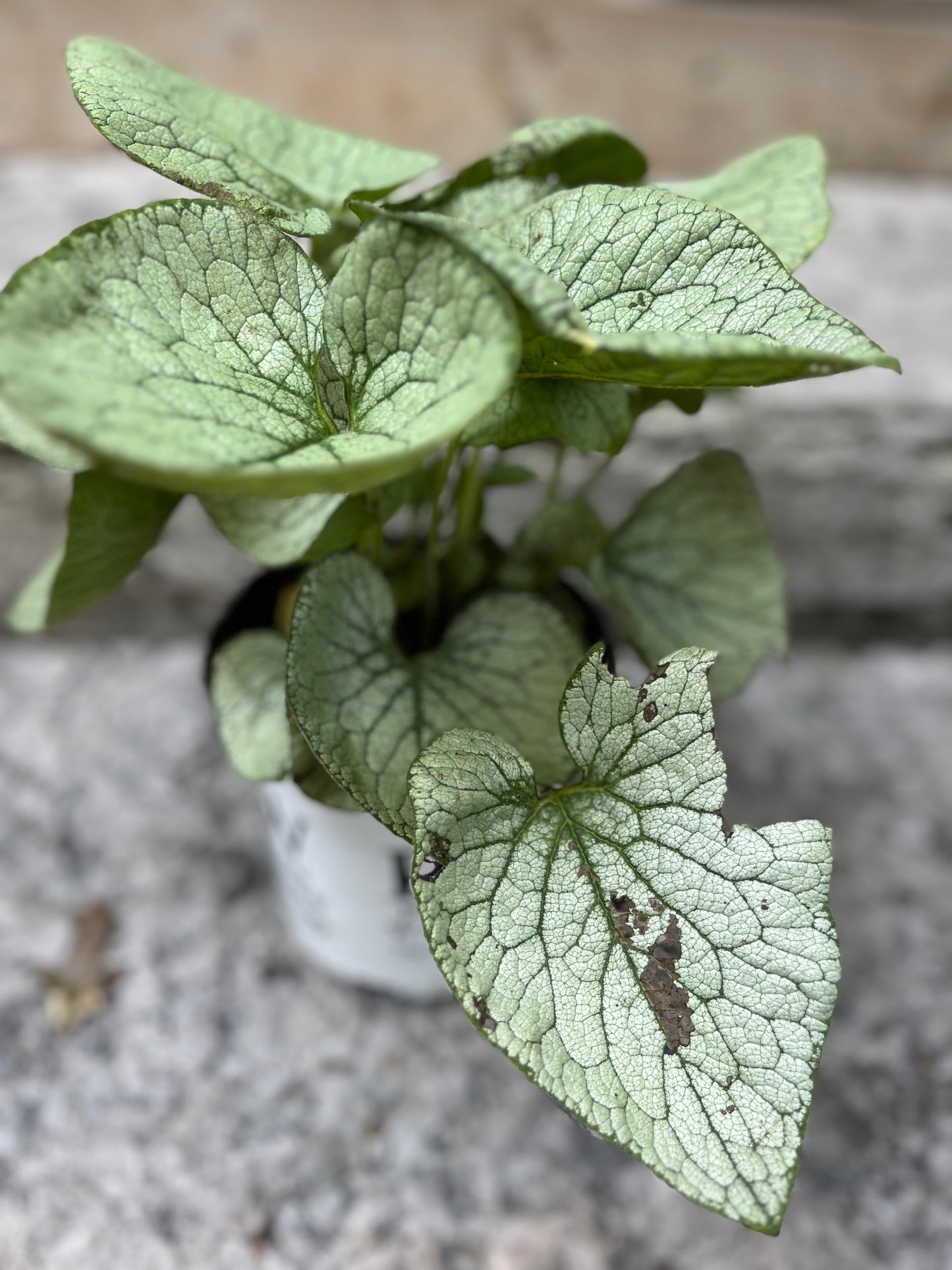 Queen of Hearts Heartleaf Brunnera
