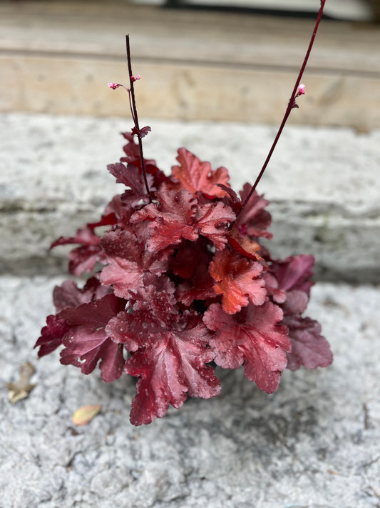 Forever Red Coral Bells