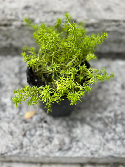 Scotch Moss