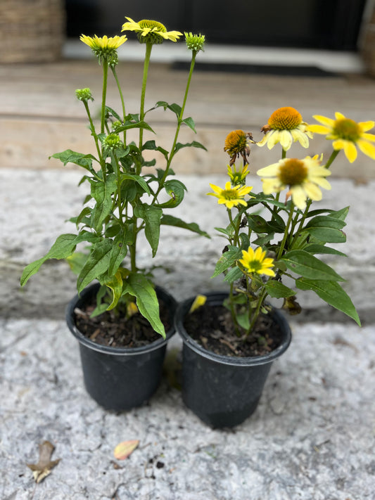 Mellow Yellows Coneflower