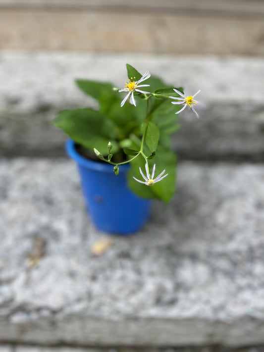 Eurybia- White Wood Asters