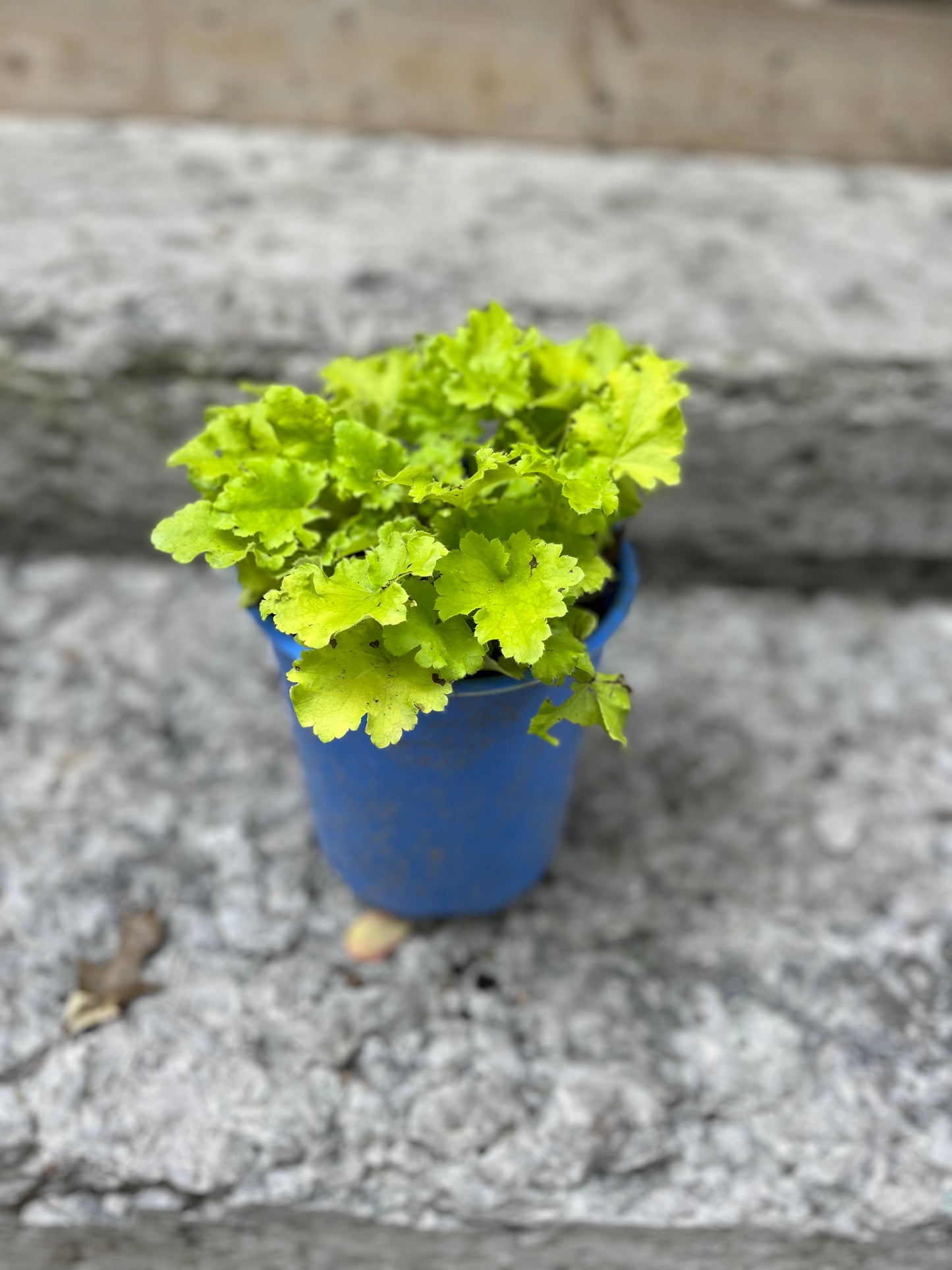 Lime Rickey Coral Bells
