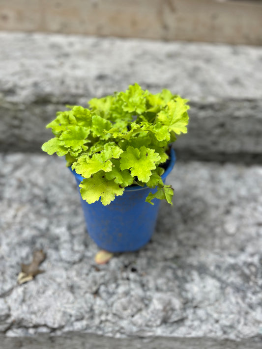 Lime Rickey Coral Bells