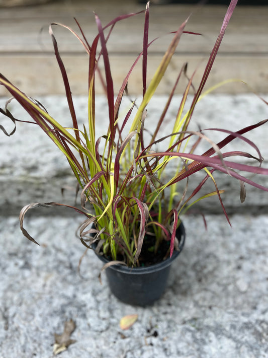 Japanese Blood Grass