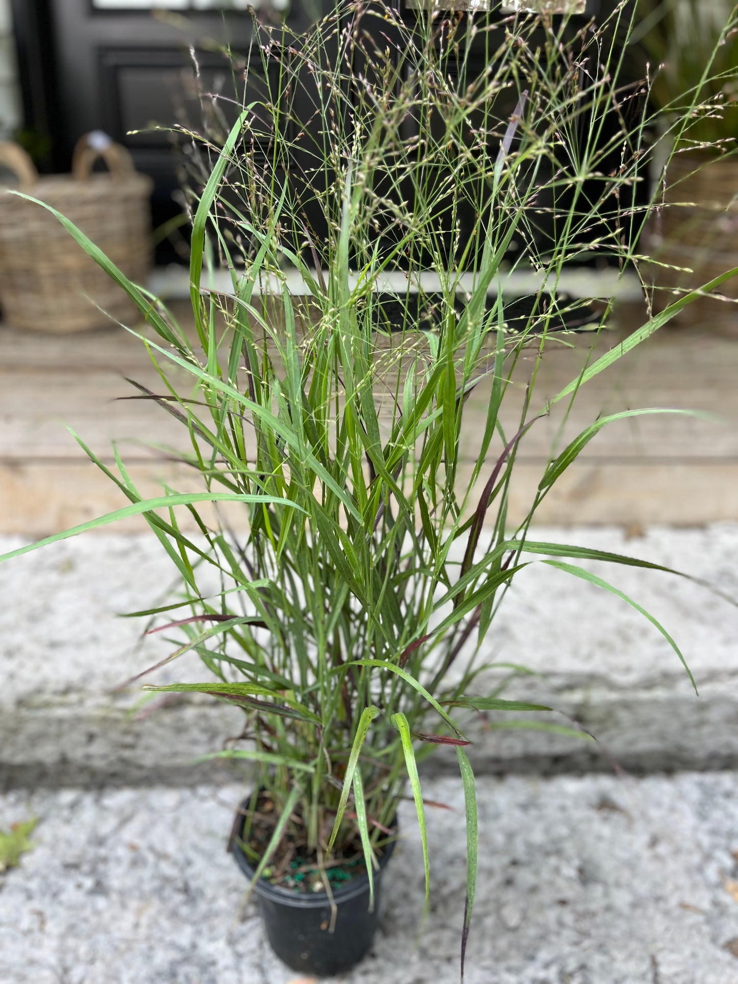 Shenandoah Switch Grass