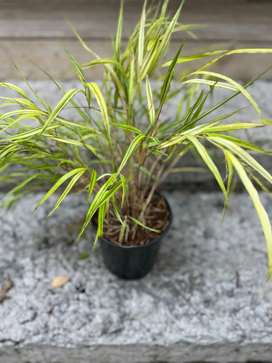 Golden Variegated Hakone Grass