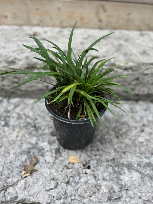 Liriope Muscari Big Blue