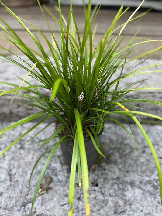 Liriope Spicata- Creeping Lily Turf