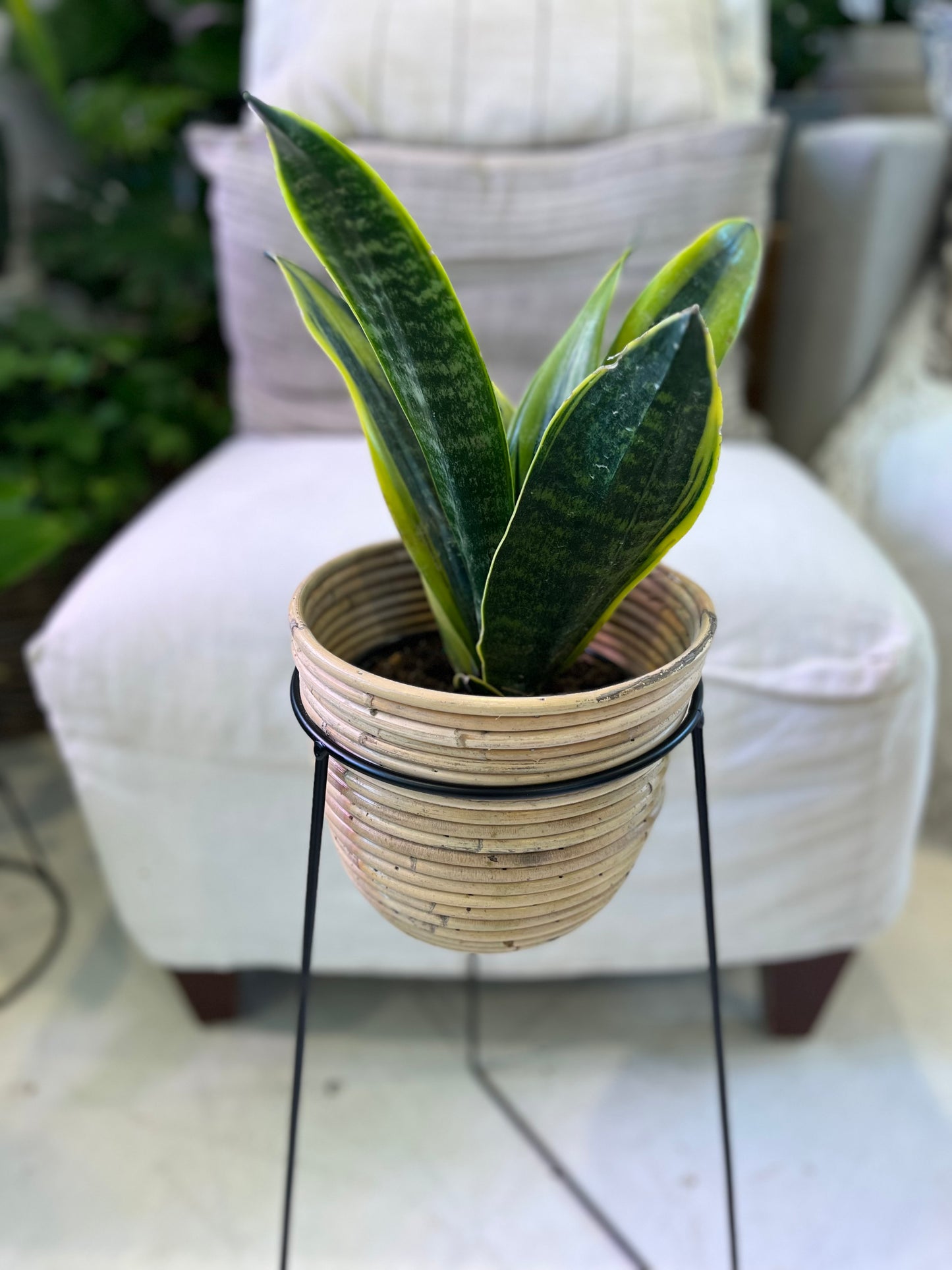 Sansevieria Golden Flames