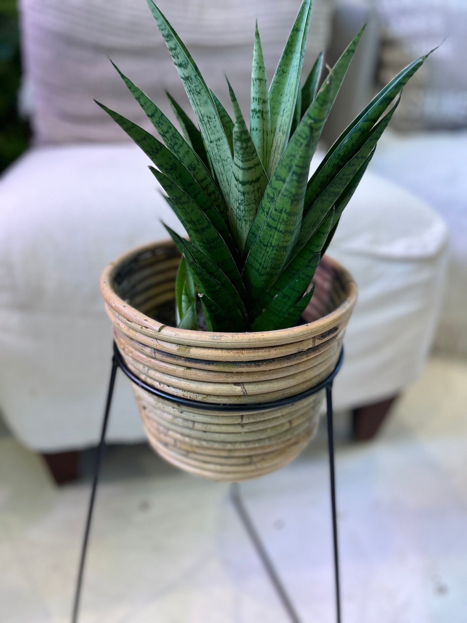 sansevieria tough lady care Sansevieria 