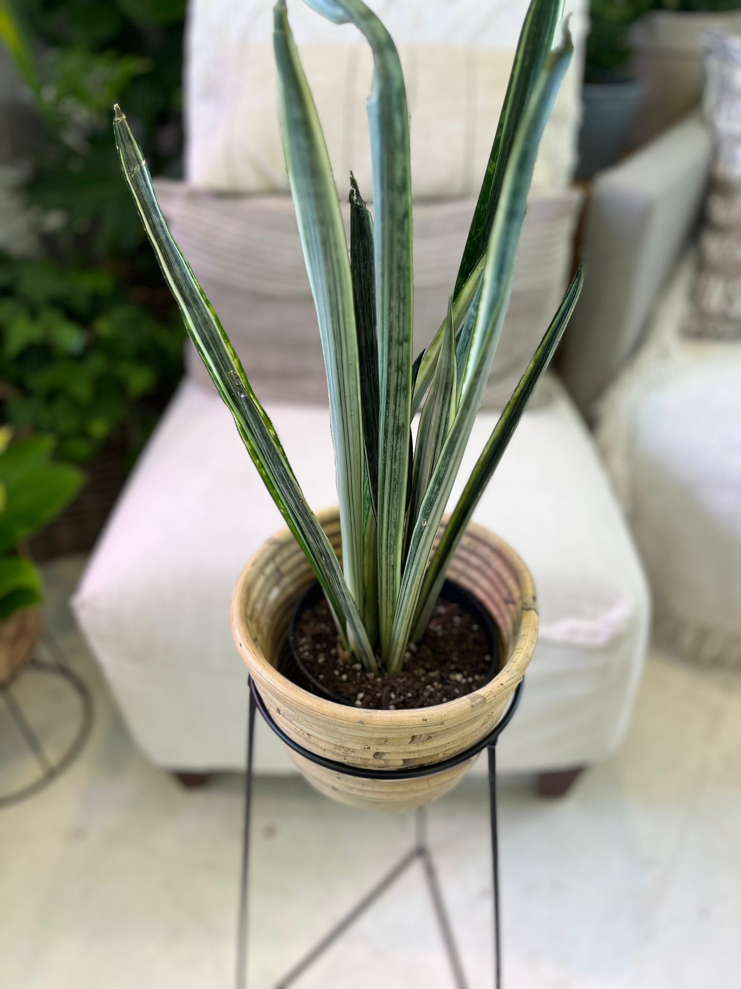6" Sansevieria Bantels
