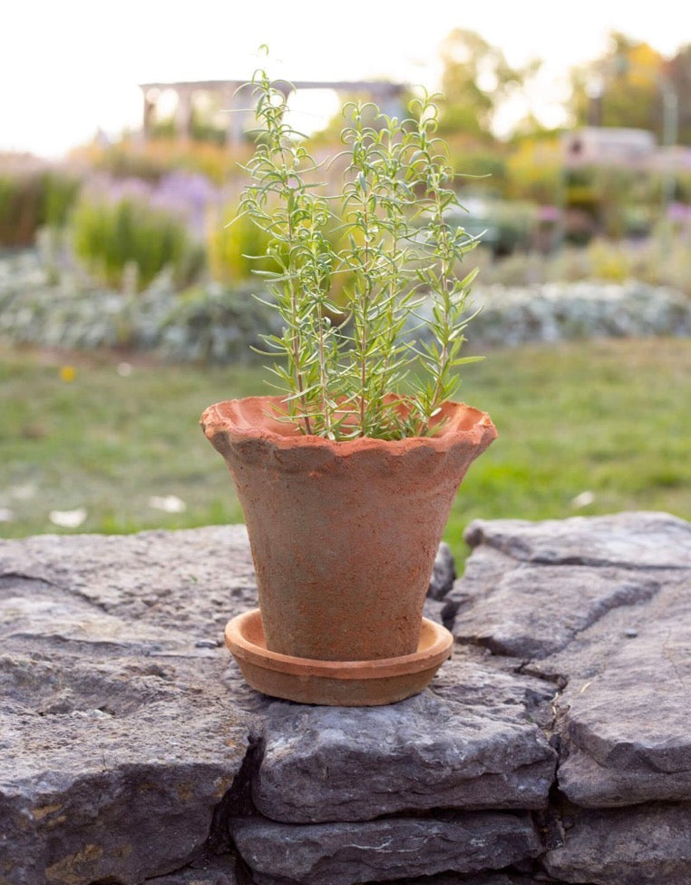 Frilly Edge Terra Cotta Pot With Saucer