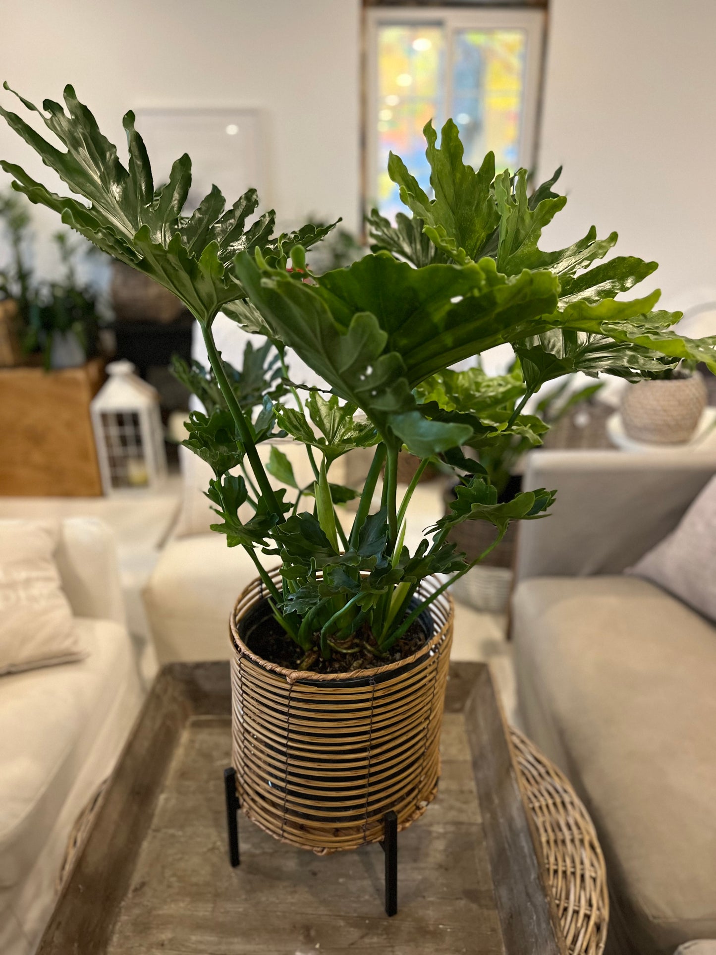 10" Philodendron Selloum