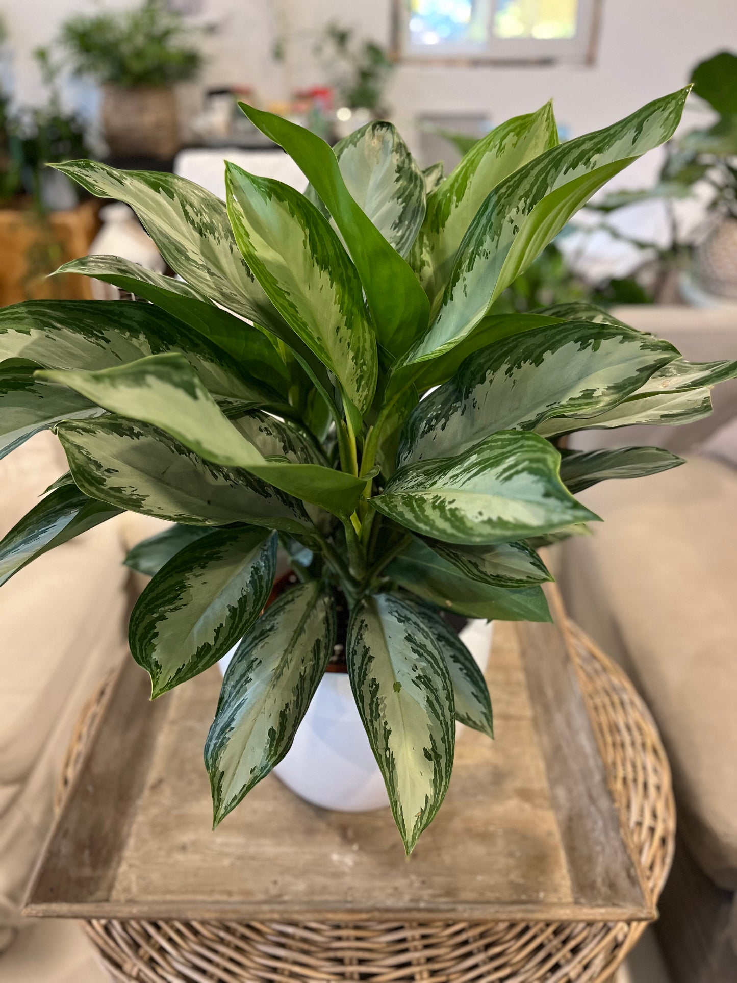 8" Aglaonema Silver Bay
