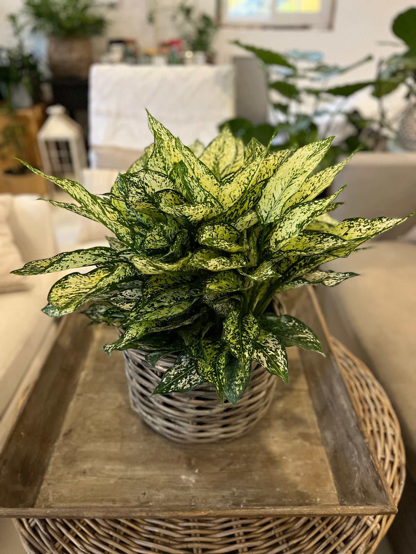 8" Aglonaema Osaka