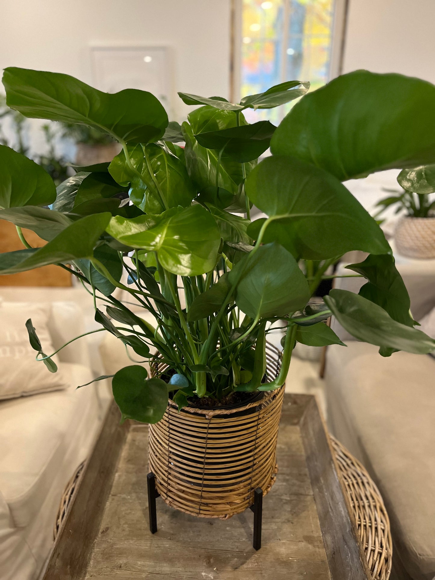 8" Philodendron Monstera