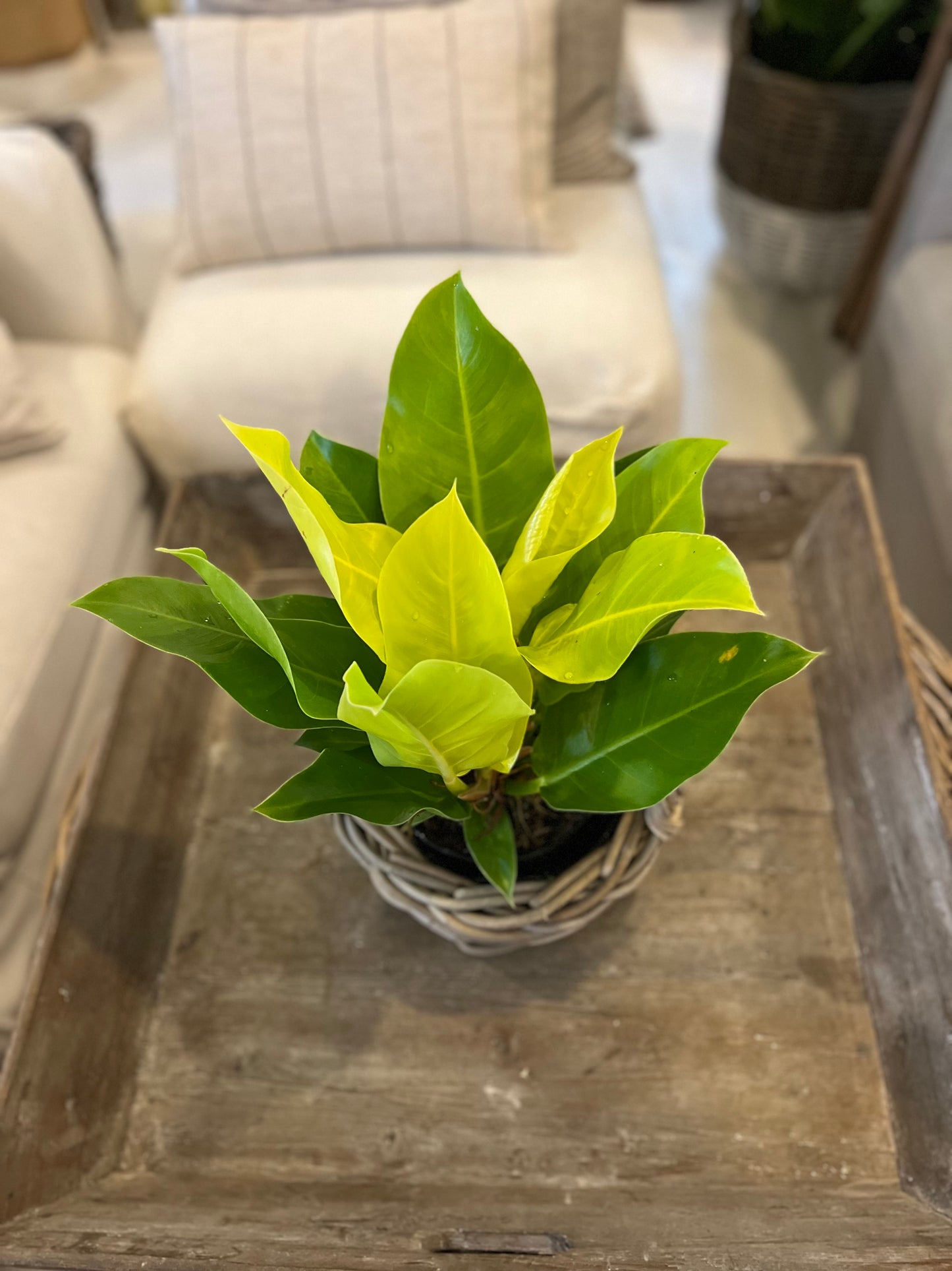 6" Philodendron Moonlight
