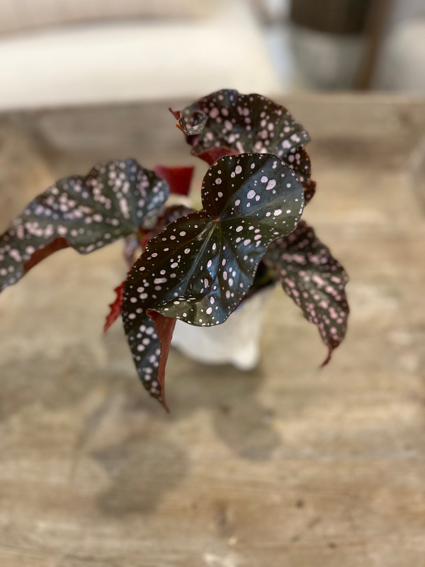 4" Begonia Crackling Rosie