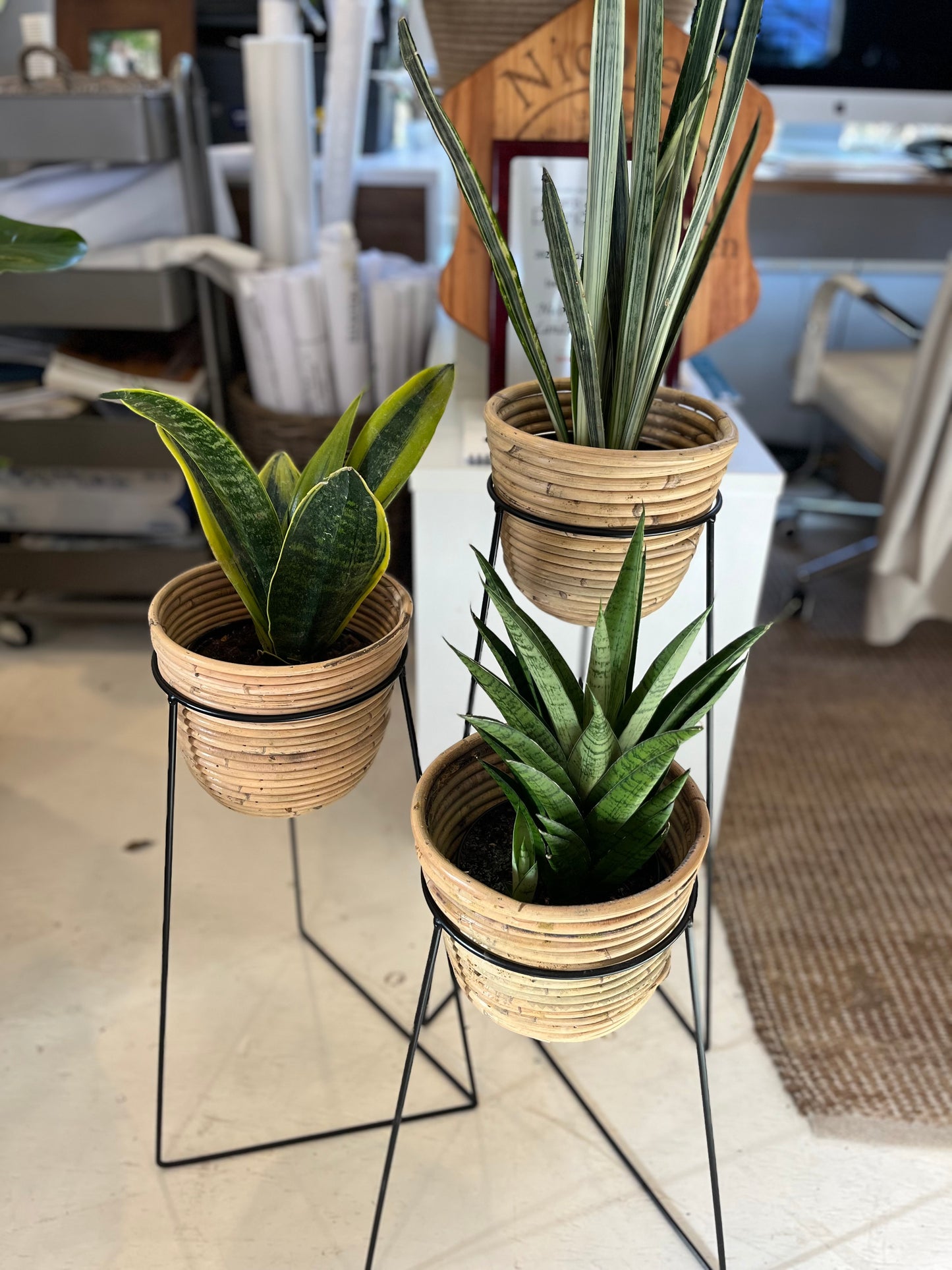 Sansevieria "Tough Lady"